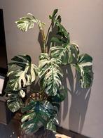 Zeldzame Monstera Variegata, Tuin en Terras, Planten | Tuinplanten, Ophalen, Vaste plant, Bloeit niet, Halfschaduw
