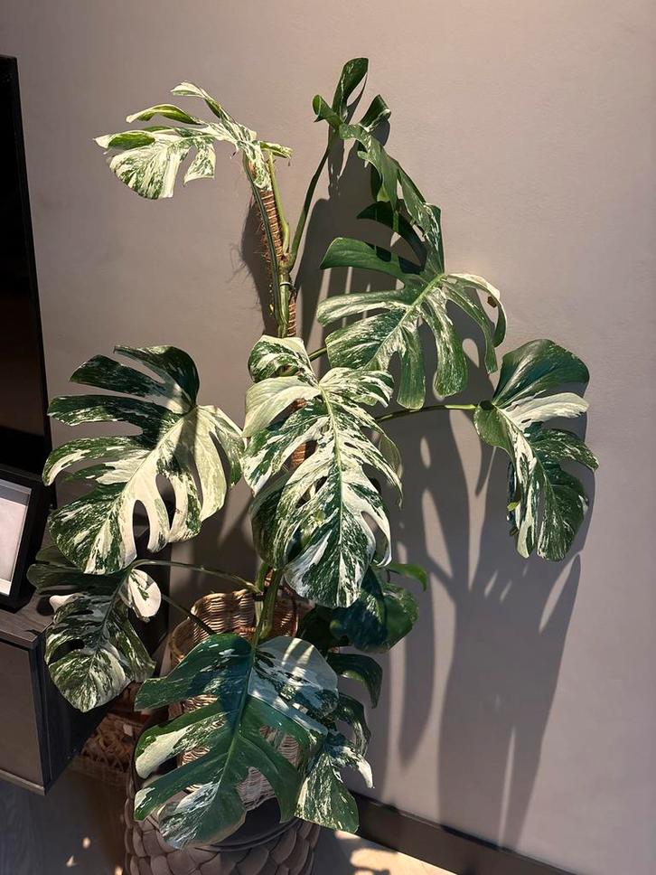 Zeldzame Monstera Variegata, Tuin en Terras, Planten | Tuinplanten, Vaste plant, Klimplanten, Halfschaduw, Bloeit niet, Ophalen