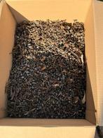 Zaden van trachycarpus fortunei winterharde palmboom, Ophalen of Verzenden, Gehele jaar, Volle zon, Zaad