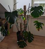 Monstera kamerplant - ca. 1.50 meter hoog, Ophalen, 100 tot 150 cm, Overige soorten, Halfschaduw