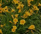Hemerocallis Stella de Oro - vaste plant, Tuin en Terras, Planten | Tuinplanten, Ophalen, Zomer, Overige soorten, Volle zon