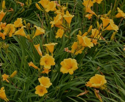 Hemerocallis Stella de Oro - vaste plant, Tuin en Terras, Planten | Tuinplanten, Overige soorten, Volle zon, Zomer, Ophalen