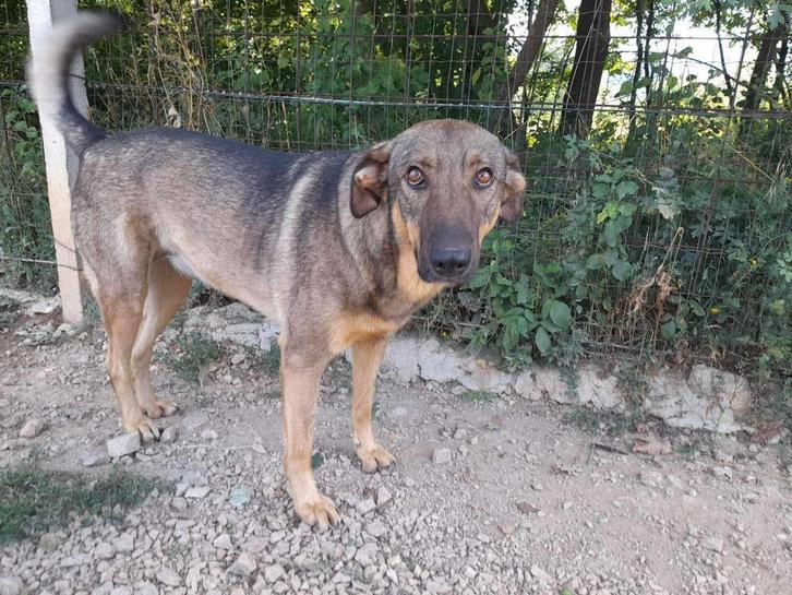 Zachtaardig en verlegen - Denise, Dieren en Toebehoren, Honden | Niet-rashonden, Teef, Particulier, Eén hond, Buitenland, 3 tot 5 jaar