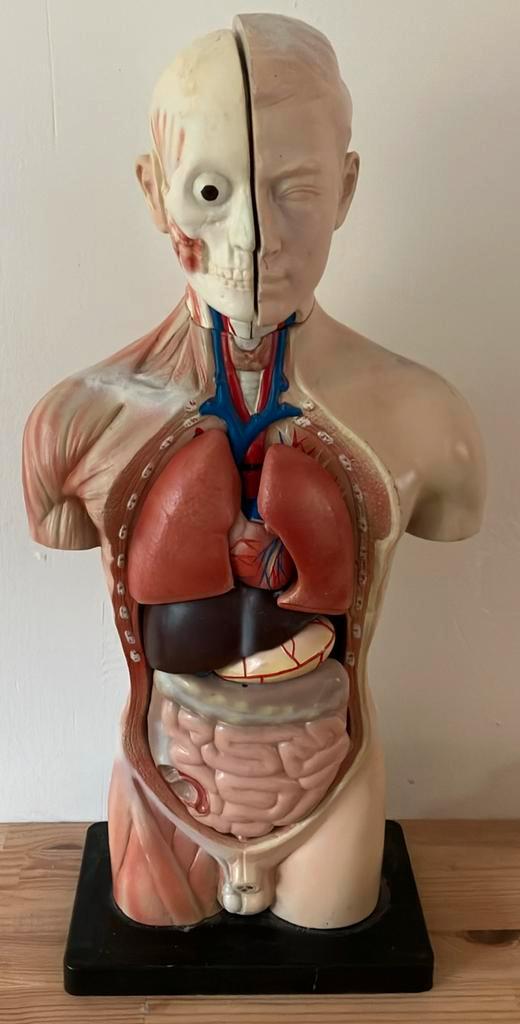 Torso anatomie 3D- puzzel, Huis en Inrichting, Woonaccessoires | Overige, Gebruikt, Ophalen