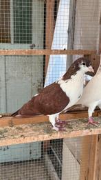 Afg duiven, Meerdere dieren