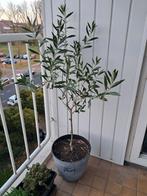 Olijfboom in pot - Prachtige mediterrane sfeer!, Tuin en Terras, Planten | Bomen, Bloeit niet, Ophalen of Verzenden, 100 tot 250 cm
