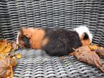 2 ch teddy beertjes, Dieren en Toebehoren, Knaagdieren, September, Mannelijk, Cavia