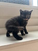 Lieve speelse kitten zoekt een goed thuis, Poes