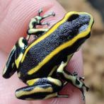 Dendrobates truncatus, Dieren en Toebehoren, Reptielen en Amfibieën, Amfibie