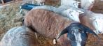 Zwartbles dekram, Dieren en Toebehoren, Mannelijk, Schaap