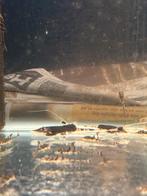 Pseudohemiodon laticeps F1 jongen 6st, Vis