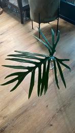 Mooie stek philodendron Trixi, Overige soorten, Halfschaduw, Ophalen, Groene kamerplant