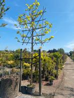 Leiplantaan, Tuin en Terras, Planten | Bomen, Ophalen, Overige soorten