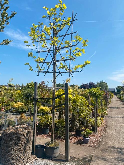 Leiplantaan, Tuin en Terras, Planten | Bomen, Overige soorten, Ophalen