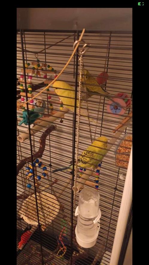 Goedkoop Kooi met accessoires en twee mannen en twee vrouwen, Dieren en Toebehoren, Vogels | Kanaries, Meerdere dieren