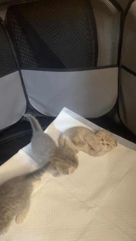 Scottish fold kittens britsh korthaar, Dieren en Toebehoren, Katten-accessoires, Ophalen of Verzenden