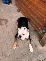 Wegens privé omstandigheden te koop, Dieren en Toebehoren, Honden | Bulldogs, Pinschers en Molossers, België, Particulier, Overige rassen