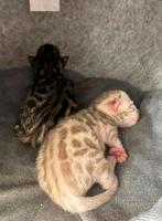 Bengaalse Kitten, Meerdere dieren, Gechipt, 0 tot 2 jaar