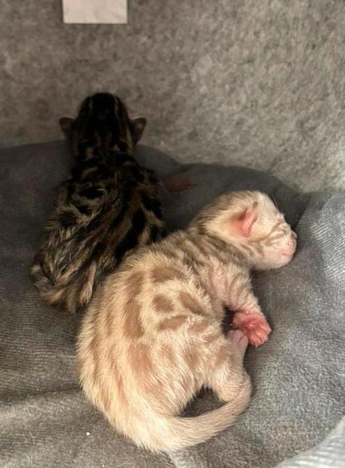 Bengaalse Kitten, Dieren en Toebehoren, Katten en Kittens | Raskatten | Korthaar, Meerdere dieren, 0 tot 2 jaar, Gechipt, Ontwormd