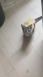Kitten(8weken oud) te koop(3)kater kittens., Poes, Met stamboom, 0 tot 2 jaar