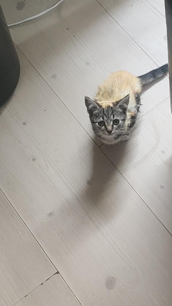 Kitten(8weken oud) te koop(3)kater kittens., Dieren en Toebehoren, Katten en Kittens | Raskatten | Korthaar, Poes, 0 tot 2 jaar