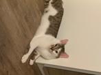 1 jarige katten, Dieren en Toebehoren, Katten en Kittens | Raskatten | Korthaar, Meerdere dieren, 0 tot 2 jaar