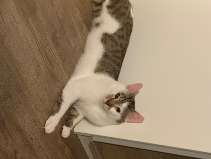 1 jarige katten, Dieren en Toebehoren, Katten en Kittens | Raskatten | Korthaar, Meerdere dieren, 0 tot 2 jaar