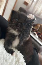 Britse langhaar x Ragdoll, Dieren en Toebehoren, Kater, Ontwormd, 0 tot 2 jaar