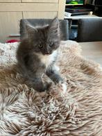 Super lieve aanhankelijke Maine Coon kittens, Kater, Gechipt, 0 tot 2 jaar