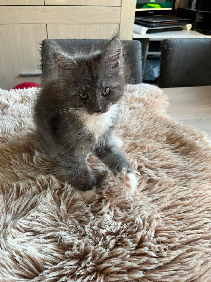 Super lieve aanhankelijke Maine Coon kittens, Dieren en Toebehoren, Katten en Kittens | Raskatten | Langhaar, Kater, 0 tot 2 jaar