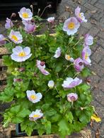 Anemone 'September Charm' - Herfstanemoon, Vaste plant, Halfschaduw, Herfst, Ophalen