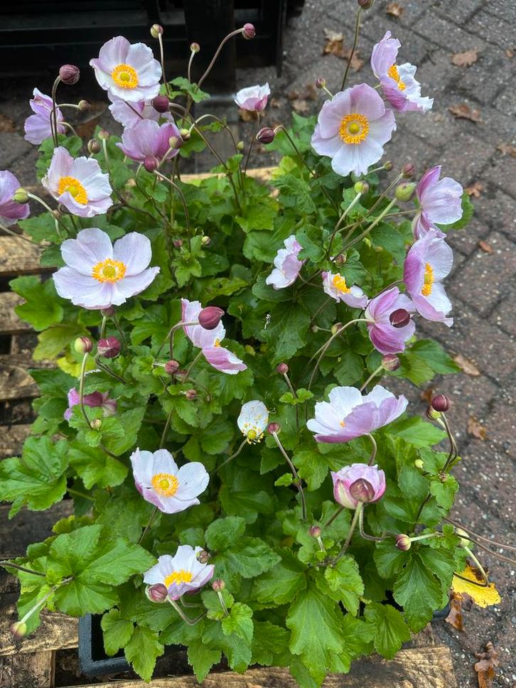 Anemone 'September Charm' - Herfstanemoon, Tuin en Terras, Planten | Tuinplanten, Vaste plant, Overige soorten, Halfschaduw, Herfst
