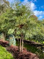 Meerstammige moerascipres (taxodium distichum), Ophalen of Verzenden, Volle zon, Overige soorten