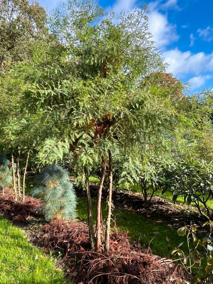 Meerstammige moerascipres (taxodium distichum), Tuin en Terras, Planten | Bomen, Overige soorten, Volle zon, Ophalen of Verzenden