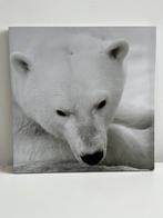 Canvas 40 x 40 cm ijsbeer, Ophalen of Verzenden, Zo goed als nieuw, Minder dan 50 cm, Minder dan 50 cm