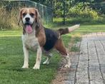 2 lieve beagle zusjes zoeken nieuw baasje, Dieren en Toebehoren, Beagle, CDV (hondenziekte), Teef, Meerdere