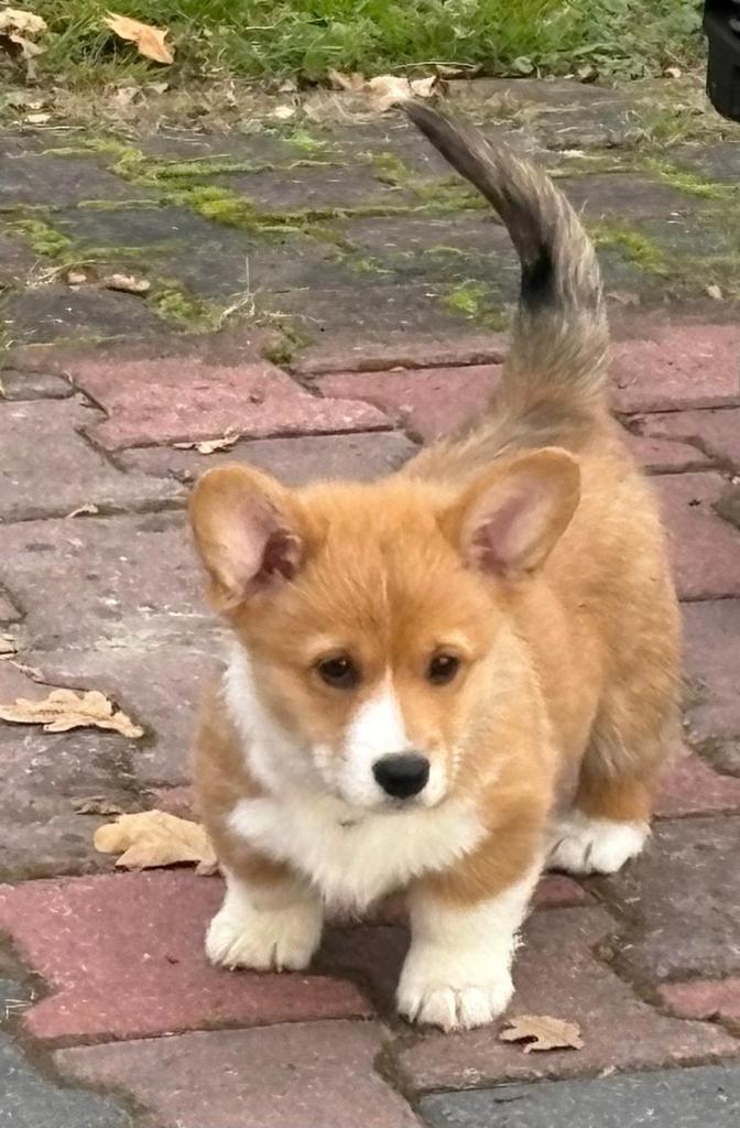 Welsh Corgi Pembroke reutje op zoek naar gouden mandje., Dieren en Toebehoren, Honden | Herdershonden en Veedrijvers, Reu, Overige rassen