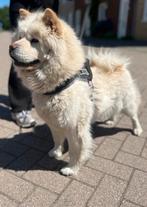 Chow Chow teefje, Dieren en Toebehoren, Honden | Poolhonden, Keeshonden en Oertypen, Particulier, Rabiës (hondsdolheid), Buitenland
