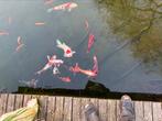 Gezocht,grote koi,s 80cm+, Karper of Koi