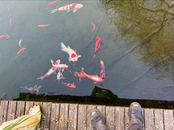 Gezocht,grote koi,s 80cm+ beschikbaar voor biedingen