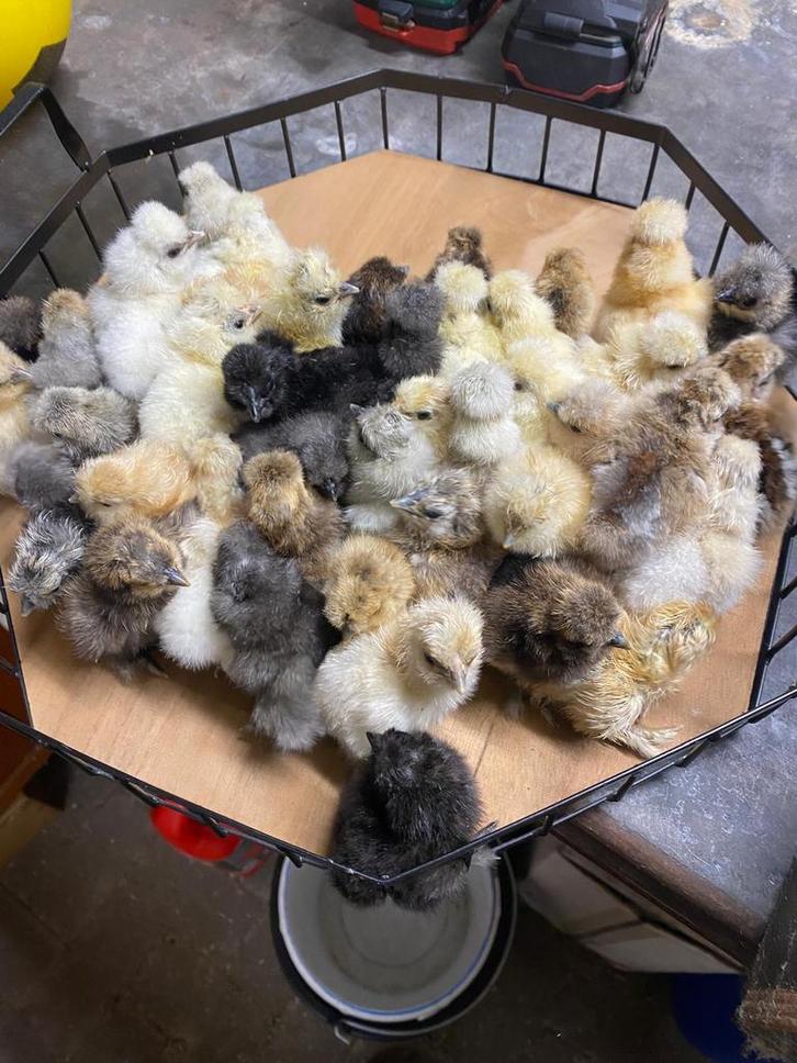 Kuikentjes USA Zijdehoen volop beschikbaar, Dieren en Toebehoren, Pluimvee, Kip, Geslacht onbekend