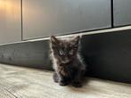 Zwarte langharige kitten, Dieren en Toebehoren, Katten en Kittens | Raskatten | Langhaar, Poes, Ontwormd, 0 tot 2 jaar