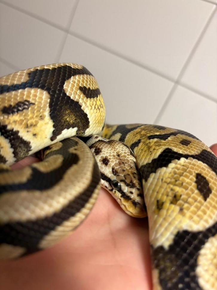 Pastel spotnose het clown 0.1 Ball Python - female for sale from Andrea