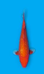 Ginrin Benigoi NEW japanse koi bij Heeschkoi