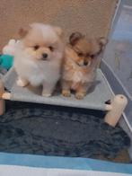 Pomeriaan 2 Reutjes, Dieren en Toebehoren, Keeshond, Reu, CDV (hondenziekte), 8 tot 15 weken