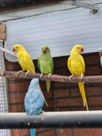 Halsband parkieten kweek 24 - 25, Dieren en Toebehoren, Meerdere dieren, Parkiet