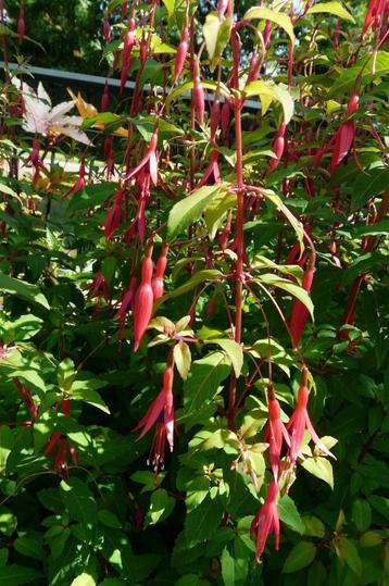Fuchsia Magellanica beschikbaar voor biedingen