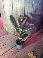 Ficus, Ophalen, Ficus, Halfschaduw, Minder dan 100 cm