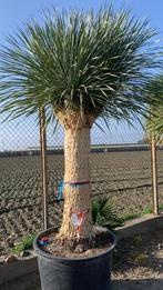 Yucca Rostrata, Rigida, Treculeana, Tuin en Terras, Planten | Bomen, Overige soorten, 100 tot 250 cm, Zomer, Ophalen