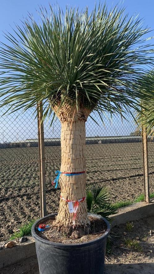 Yucca Rostrata, Rigida, Treculeana, Tuin en Terras, Planten | Bomen, Overige soorten, 100 tot 250 cm, Volle zon, Zomer, Ophalen
